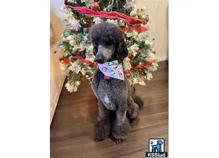 a poodle dog wearing a garment